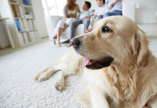 Using Your Home Alarm System to Monitor Pets While Away
