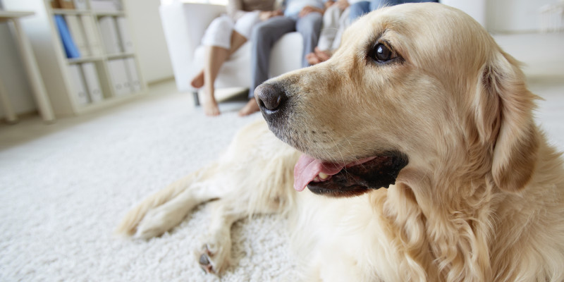 Using Your Home Alarm System to Monitor Pets While Away